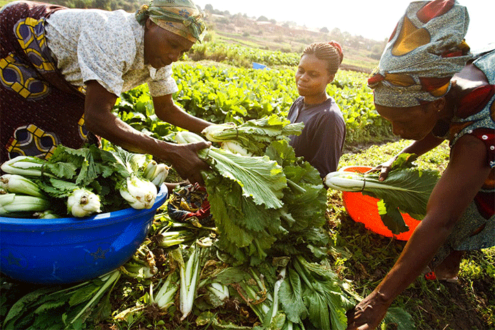 climat-des-affaires-en-afrique-pour-l-agriculture-la-banque-mondiale