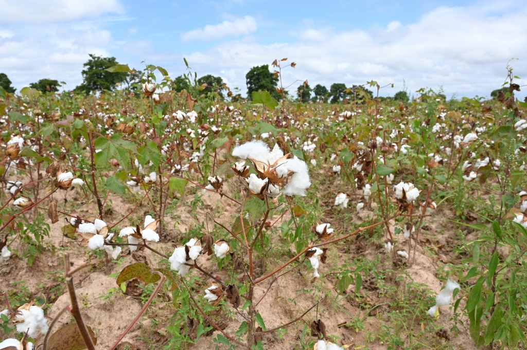 Un champ de coton près de Boromo au Burkina Faso
