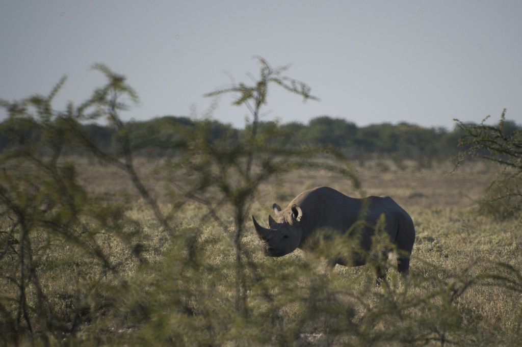 Un rhinocéros noir dans le Parc national d'Etosha, le 7 mai 2015 en Namibie.