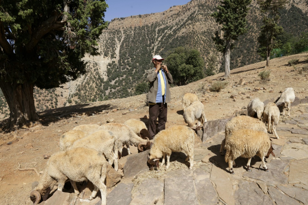 Un berger du hameau d'Imzerri utilise la pratique ancienne du langage sifflé, permettant de communiquer à travers de vastes distances, le 19 août 2025 dans les montagnes de l'Atlas, au Maroc.