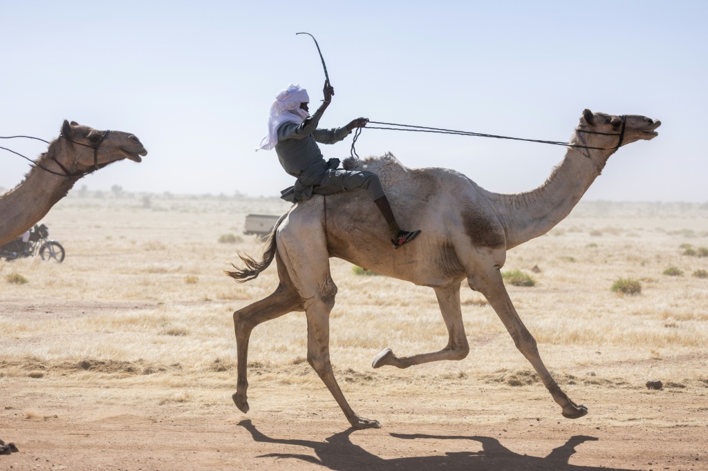 Course de chameaux au Festival international des cultures sahariennes d'Amdjarass (Tchad) le 8 février 2026.