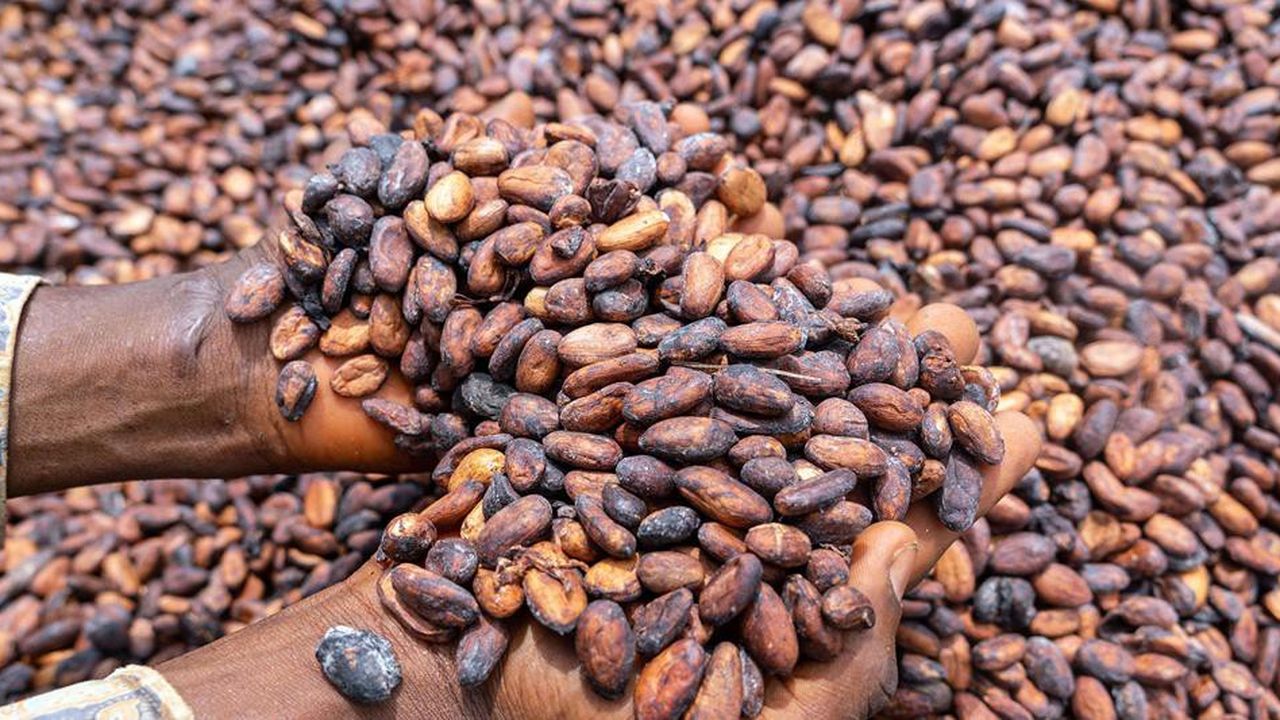 Cacao (DR)
