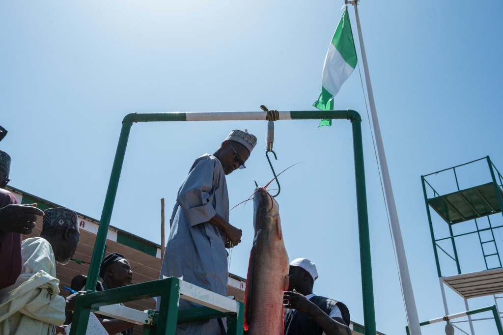 Un fonctionnaire pèse un poisson capturé lors du Festival culturel et de pêche d'Argungu, dans la ville d'Argungu, dans l'État de Kebbi, au nord-ouest du Nigeria, le 14 février 2026.