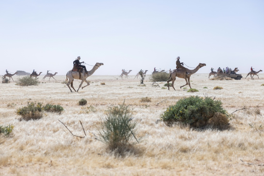 Des participants à la course de chameaux du Festival international des cultures sahariennes d'Amdjarass (Ficsa), dans le nord du Tchad, éperonnent leurs montures lors de la compétition, le 8 février 2026.