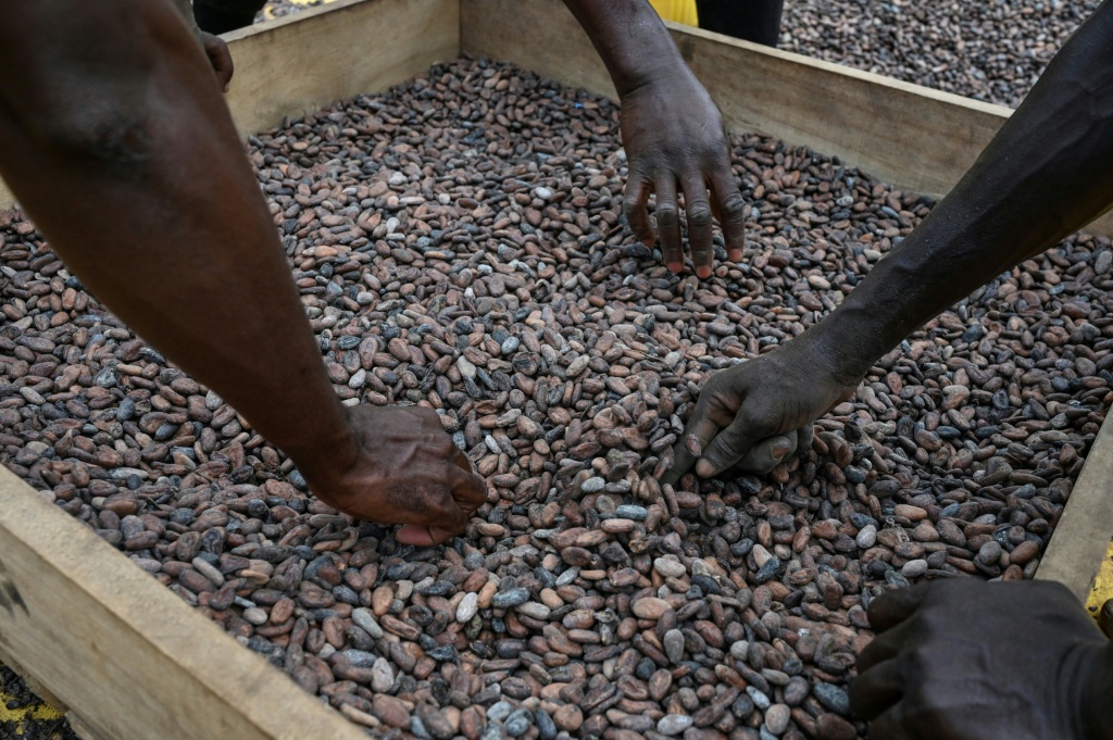 Des ouvriers sèchent et tamisent des fèves de cacao dans une coopérative à Divo, le 20 octobre 2025 en Côte d'Ivoire.