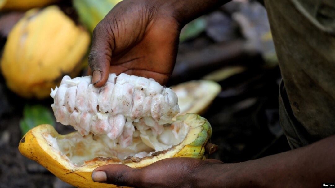 Cacao