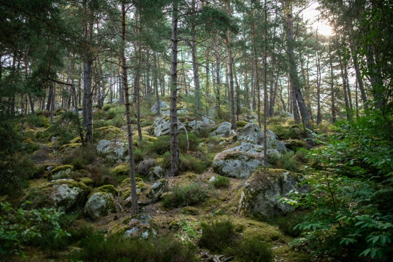 Une section de la forêt de Fontainebleau près de Noisy-sur-Ecole, le 6 août 2025 en Seine-et-Marne.